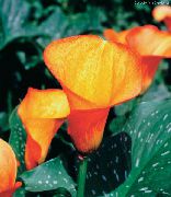 zdjęcie pomarańczowy Kryte kwiaty Zantedeschia (Calla)