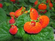 オレンジ スリッパ花 室内の花 フォト