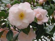 foto Camellia Indendørs blomster