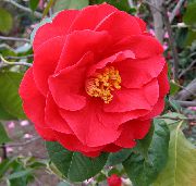 fotoğraf kırmızı Kapalı çiçek Kamelya
