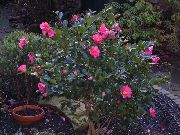 zdjęcie różowy Kryte kwiaty Kamelia