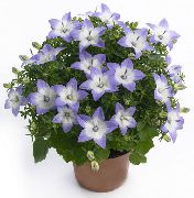 gaiši zils Campanula, Pulkstenīte Iekštelpu ziedi foto
