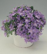 紫丁香 风铃，风铃草 盆花 照片