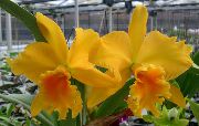 zdjęcie żółty Kryte kwiaty Cattleya