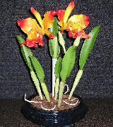 oranžový Cattleya Orchidej Pokojové květiny fotografie