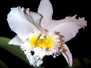 fotoğraf beyaz Kapalı çiçek Cattleya Orkide