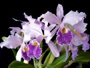 lilas Orchidée Cattleya Fleurs d'intérieur photo