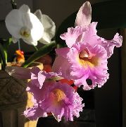 fotoğraf pembe Kapalı çiçek Cattleya Orkide