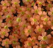 oranžový Oxalis Pokojové květiny fotografie