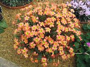fotoğraf turuncu Kapalı çiçek Oxalis