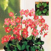 kırmızı Oxalis Kapalı çiçek fotoğraf