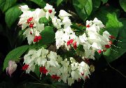 krzaki Clerodendrum, Kryte kwiaty zdjęcie
