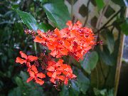 zdjęcie czerwony Kryte kwiaty Clerodendrum