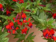 kırmızı Sigara Bitki Kapalı çiçek fotoğraf