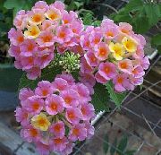 krzaki Lantan, Kryte kwiaty zdjęcie