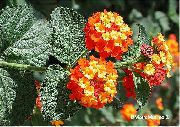 oranžs Lantana Iekštelpu ziedi foto