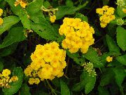 żółty Lantan Kryte kwiaty zdjęcie