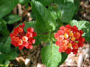 fotoğraf kırmızı Kapalı çiçek Lantana