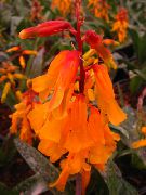narancs Cape Kankalin Beltéri virágok fénykép