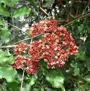 gli arbusti Leea Rosso, Ovest Indiano Agrifoglio, Hawaiian Agrifoglio, Fiori al coperto foto