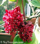 kırmızı Gösterişli Melastome Kapalı çiçek fotoğraf