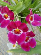 pembe Miltonia Kapalı çiçek fotoğraf