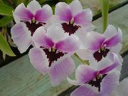 紫丁香 Miltonia 盆花 照片