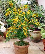 fotoğraf sarı Kapalı çiçek Akasya