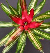 fotoğraf kırmızı Kapalı çiçek Bromeliad