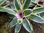 leylak Bromeliad Kapalı çiçek fotoğraf