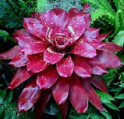 koyu kırmızı Bromeliad Kapalı çiçek fotoğraf