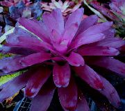 purpurne Bromeliad Sise lilled foto
