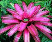 fotoğraf pembe Kapalı çiçek Bromeliad