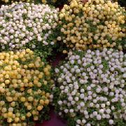 beyaz Boncuk Bitki Kapalı çiçek fotoğraf