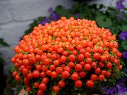 czerwony Nertera Kryte kwiaty zdjęcie