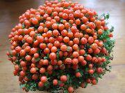 оранжев Топчета За Растителна Стайни цветя снимка
