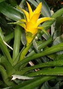 żółty Nidulyarium Kryte kwiaty zdjęcie