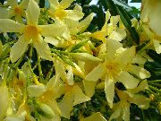 żółty Oleander Kryte kwiaty zdjęcie