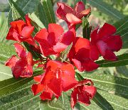 czerwony Oleander Kryte kwiaty zdjęcie
