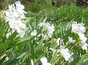 biały Oleander Kryte kwiaty zdjęcie