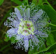 fotoğraf açık mavi Kapalı çiçek Tutku Çiçeği