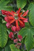 czerwony Passiflory (Ctrastotsvet, Cavaliers Gwiazdki) Kryte kwiaty zdjęcie