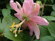 różowy Passiflory (Ctrastotsvet, Cavaliers Gwiazdki) Kryte kwiaty zdjęcie