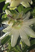 biały Passiflory (Ctrastotsvet, Cavaliers Gwiazdki) Kryte kwiaty zdjęcie