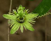    (C,  ),  , Passiflora lutea