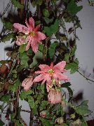 zdjęcie różowy Kryte kwiaty Passiflory (Ctrastotsvet, Cavaliers Gwiazdki)