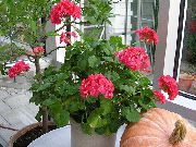 kırmızı Sardunya Kapalı çiçek fotoğraf
