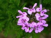 紫丁香 天竺葵 盆花 照片