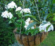 fotoğraf beyaz Kapalı çiçek Sardunya