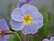 светло синьо Primula, Градинска Иглика С Гладки Листа Стайни цветя снимка